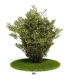 灌木模型素材