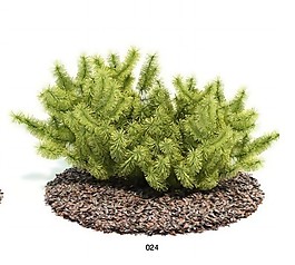 帶刺綠色植物模型