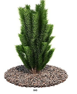 灌木類(lèi)植物模型