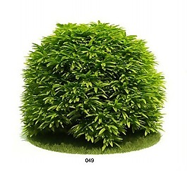 灌木植物模型