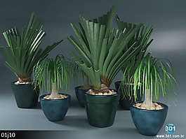 绿色植物绿植盆栽