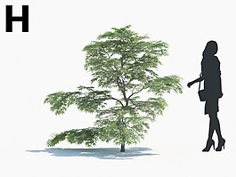 綠色植物模型素材