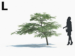 綠色植物綠植模型