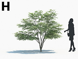 綠色植物綠植模型