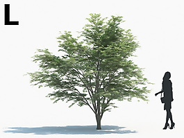 綠色植物模型素材