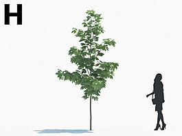 喬木綠色植物模型