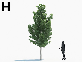 綠色植物綠植模型