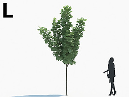 綠色植物模型素材