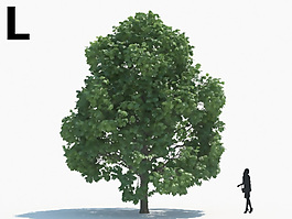 綠色植物綠植模型