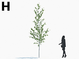 綠色植物素材模型