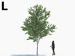 綠色植物喬木模型