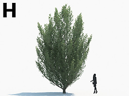 綠色植物綠植模型