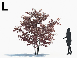 綠色植物綠植模型