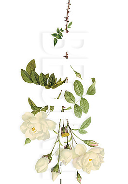 小清新綠葉花朵元素