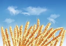 小麥?zhǔn)噶克夭?/>
                            </a>
                            <div   id=