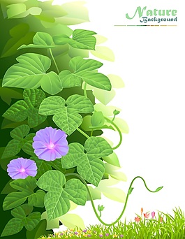 牵牛花清晨阳光草地绿色矢量图