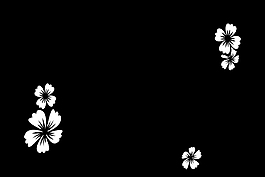 黑底白色花朵背景视频素材