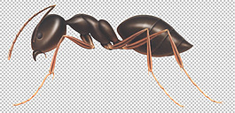 蚂蚁高清大图免抠png透明图层素材