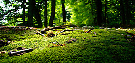綠色草地風(fēng)景banner背景