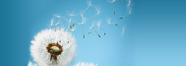 蒲公英飛舞banner背景