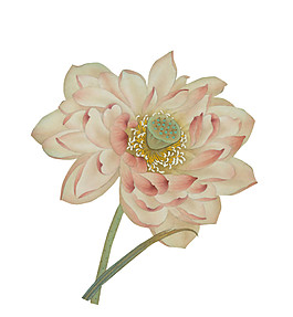 古典荷花圖案元素