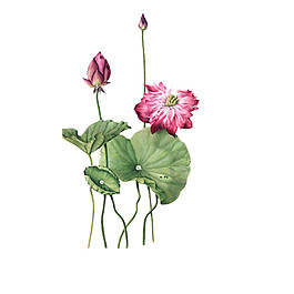 水彩荷花圖案元素