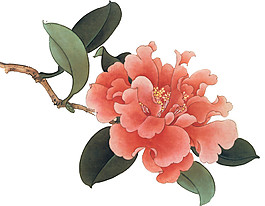 高清彩繪牡丹花圖案