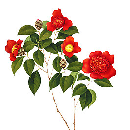 紅色花樹圖案元素