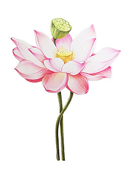復古水彩荷花圖案元素