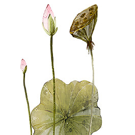 水彩荷花圖案元素