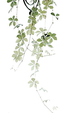 簡約花卉圖案元素