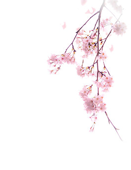 粉色花枝圖案元素