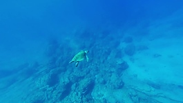 實拍海底世界視頻素材