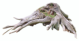一顆枯木樹(shù)樁