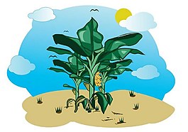 免費(fèi)的香蕉樹插圖