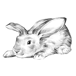 萌寵兔子插圖背景