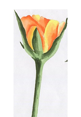 手繪鮮花