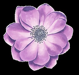 紫色鮮花
