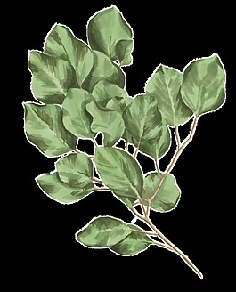 綠色樹(shù)葉素材