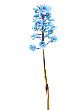 藍(lán)色花朵鮮花元素素材