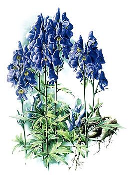 深紫色鮮花素材圖片