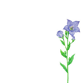 手繪鮮花素材圖片