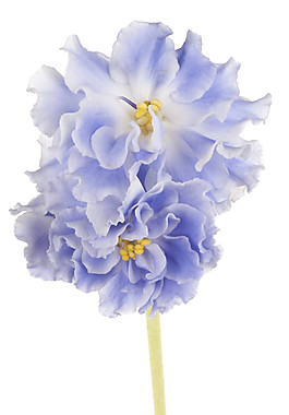 紫色花朵素材圖片