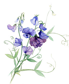 紫色鮮花植物素材圖片