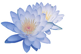 手繪紫色花朵背景圖
