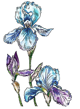 手繪藍(lán)色花朵素材圖片
