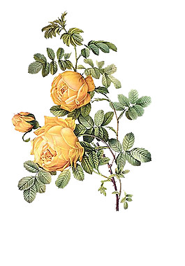 黃色花朵鮮花素材圖片