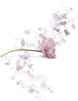 粉色花朵花瓣素材圖片