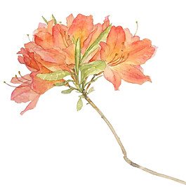 粉色花朵素材圖片