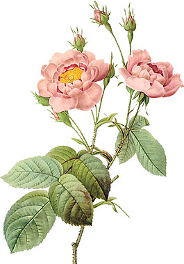 植物樹(shù)葉花朵素材圖片